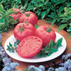Tomato Plants - Growbag Collection