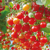 Tomato Plants - Hundreds and Thousands (Micro)