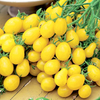 Tomato Plants - Ildi