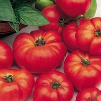 Tomato Plants - Marmande