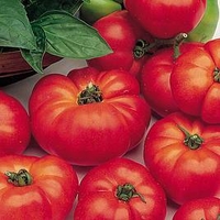 Tomato Plants - Marmande