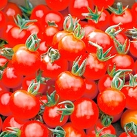 Tomato Plants - Our Selection