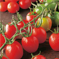 Tomato Plants - Principe Borghese