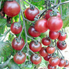 Tomato Plants - Rosella