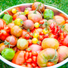 Tomato Plants - Salad Collection