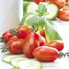 Tomato Plants - San Marzano 2