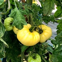 Tomato Plants - Sutton
