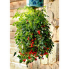 Tomato Plants - Topsy Tom Plants