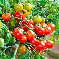 Tomato Plants - Tumbling Bella