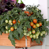 Tomato Plants - Tumbling Tiger