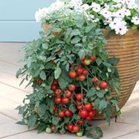 Tomato Plants - Tumbling Tom Red