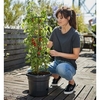 Tomato Pot & Grow Frame x 4