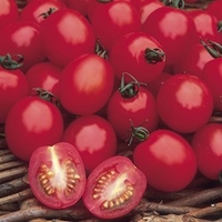 Tomato Seeds - Apero F1