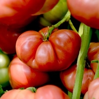 Tomato Seeds - Big Brandy
