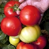 Tomato Seeds - Big League F1