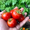 Tomato Seeds - Bloody Butcher
