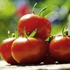 Tomato Seeds - Cossack F1