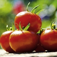 Tomato Seeds - Cossack F1