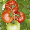 Tomato Seeds - Country Taste F1
