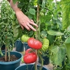 Tomato Seeds - Crimson Blush F1