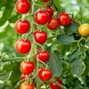Tomato Seeds - Crimson Cherry F1
