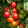 Tomato Seeds - Crimson Cocktail F1