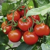 Tomato Seeds - Fantasio F1