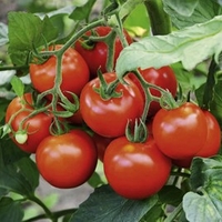 Tomato Seeds - Fantasio F1