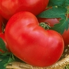 Tomato Seeds - Faworyt