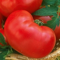 Tomato Seeds - Faworyt