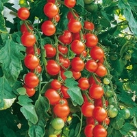 Tomato Seeds - Gardener