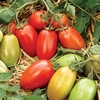 Tomato Seeds - Incas F1