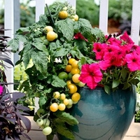 Tomato Seeds - Little Sun Yellow F1