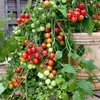 Tomato Seeds - Lizzano F1