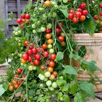 Tomato Seeds - Lizzano F1