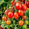 Tomato Seeds - Montello F1
