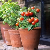 Tomato Seeds - Red Robin