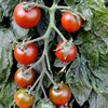 Tomato Seeds - Ruby Falls