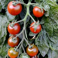 Tomato Seeds - Ruby Falls