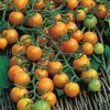Tomato Seeds - Sungold F1