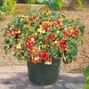 Tomato Seeds - Tumbler F1