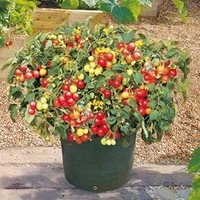Tomato Seeds - Tumbler F1