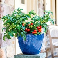 Tomato Seeds - Veranda Red F1