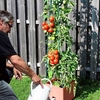 Tomato Success Kit