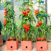 Tomato Success Kit