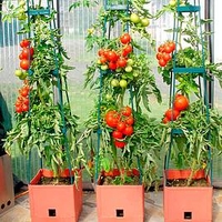 Tomato Success Kit