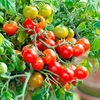 Tomato Tumbling Bella Plants + Wicker Hanging Basket