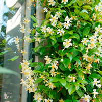 Trachelospermum Jasminoides Plant -Star of Toscane