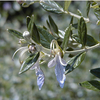 Trachelospermum Plant - Jasminoides