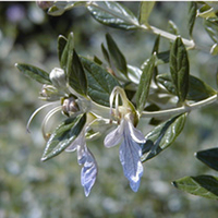 Trachelospermum Plant - Jasminoides